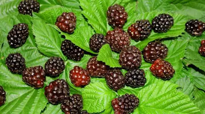 Boysenberries