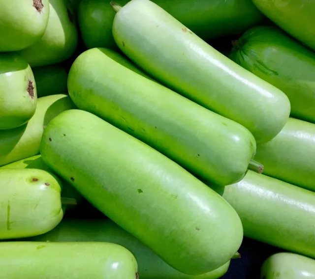 Oppo Squash - Bottle Gourd