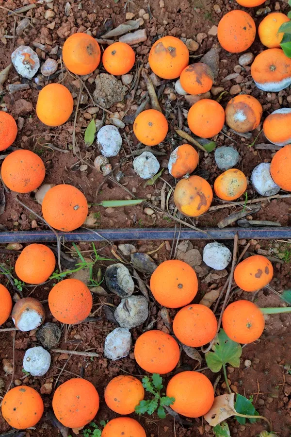 Fruits - Vegetables:  Save the Harvest. Share the Goodness.